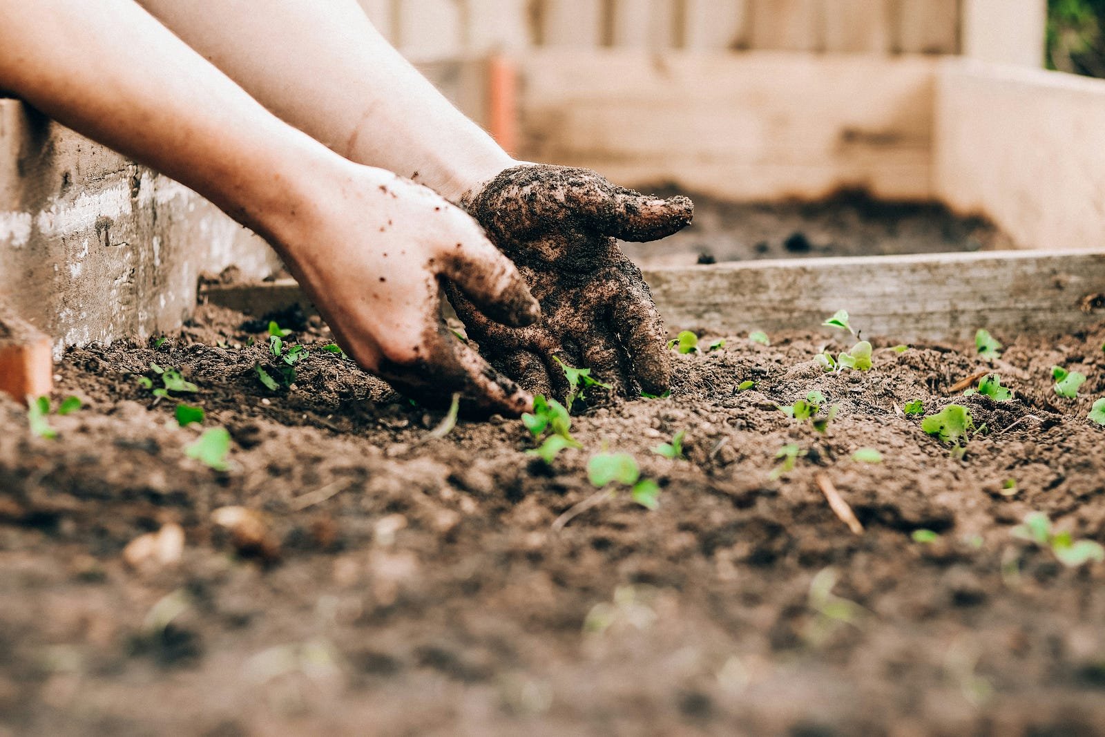 How to Start Composting at Home In an era where environmental sustainability is more important than ever, composting at home has emerged as a practical and eco‑friendly solution. Not only does composting reduce household waste, but it also transforms kitchen scraps and yard trimmings into a nutrient‑rich soil amendment that can enhance your garden's health. Whether you're an experienced gardener or just looking to reduce your environmental footprint, starting a composting routine at home can benefit both your garden and the planet. This guide will walk you through everything you need to know to begin composting at home - from the basics of how compost works to practical tips for setting up and maintaining your own compost bin. Photo by Sandie Clarke on UnsplashWhat is Composting? Composting is the natural process of breaking down organic materials - such as food scraps, leaves, and grass clippings - into a dark, crumbly substance known as compost. This nutrient‑rich material can be used to enrich soil, improving its structure, fertility, and moisture retention. Essentially, composting mimics the natural decomposition process that occurs in forests and fields, turning waste into valuable fertilizer. Why Compost at Home? Reduce Waste One of the primary benefits of home composting is waste reduction. Food waste and yard debris constitute a significant portion of household trash, and sending these materials to landfills contributes to greenhouse gas emissions. By composting, you divert organic waste from landfills and turn it into something beneficial for your garden. Improve Soil Health Compost is often referred to as "black gold" by gardeners for a good reason. It enriches soil with essential nutrients, improves its structure, and increases its water retention capabilities. This means healthier plants, reduced need for chemical fertilizers, and an overall more sustainable gardening practice. Save Money By producing your own compost, you reduce the need to purchase commercial fertilizers and soil conditioners. Over time, the cost savings can add up, making composting not only an environmentally responsible practice but also an economically sound one. Environmental Benefits Composting contributes to a reduction in methane emissions - a potent greenhouse gas released by decomposing organic matter in anaerobic conditions, such as those found in landfills. Additionally, using compost in your garden promotes biodiversity, supports beneficial soil organisms, and reduces the reliance on chemical inputs. Getting Started with Home Composting Choose Your Composting Method There are several methods to choose from when it comes to composting at home, and the right one for you depends on your space, budget, and the amount of waste you generate. Bin Composting: Ideal for most households, this method involves using a dedicated compost bin. Bins can be purchased or homemade and are available in various sizes to suit different needs. Tumbler Composting: A compost tumbler is a sealed container mounted on a frame that can be rotated. Tumblers are excellent for those who want to speed up the composting process and keep pests away. Vermicomposting: If you have limited space or live in an apartment, vermicomposting - using worms to break down organic matter - can be an effective option. Worm bins are compact, odor‑free, and produce high‑quality compost known as worm castings. Pile Composting: For those with ample outdoor space, simply creating a compost pile in a designated area of your yard can work well. This method requires a bit more space and management but is highly effective. Selecting the Right Location Where you place your compost bin or pile can significantly affect the efficiency of the composting process. Choose a location that is easily accessible but away from your home to avoid any potential odors or mess. A partially shaded area is ideal, as it helps maintain a consistent temperature, which is crucial for microbial activity. If you live in a colder climate, a sunny spot may be better to keep the pile warm and active during the winter months. Gathering Your Materials Successful composting requires a balance of "green" and "brown" materials. Green materials are rich in nitrogen and include kitchen scraps like fruit and vegetable peelings, coffee grounds, and grass clippings. Brown materials, on the other hand, are high in carbon and include dry leaves, straw, paper, and cardboard. Aim for a ratio of roughly 2:1 brown to green materials, which promotes the ideal conditions for decomposition. Green Materials: Fruit scraps, vegetable peelings, coffee grounds, tea bags, and fresh grass clippings. Brown Materials: Dried leaves, shredded paper, cardboard, straw, and wood chips. Setting Up Your Compost Bin Once you have chosen your composting method and location, it's time to set up your compost bin or pile. If you're using a bin or tumbler, ensure it has proper ventilation to allow oxygen to circulate, as this is essential for aerobic decomposition. If you're building your own bin, consider using materials like wood or wire mesh, which provide structure and aeration. Layer your compost materials in alternating layers of browns and greens. Start with a layer of coarse browns at the bottom to facilitate drainage, then add a layer of greens. Continue layering, and periodically mix the materials to introduce oxygen, which speeds up the composting process. Keep the pile moist, but not soggy - about the consistency of a wrung-out sponge is ideal. Maintaining Your Compost Regular Turning and Mixing Oxygen is vital for the decomposition process. Regularly turning your compost pile or rotating your tumbler helps mix the materials and ensure that all parts of the pile receive sufficient oxygen. This not only speeds up the process but also prevents unpleasant odors that can develop when organic matter decomposes anaerobically. Monitor Moisture and Temperature The ideal composting environment is both moist and warm. Monitor your compost pile regularly to ensure it stays at the right moisture level. If the pile is too dry, add water or more green materials; if it's too wet, add more brown materials. The temperature should ideally be between 130°F and 160°F. If the pile cools down too much, it may be a sign that it needs more greens or a turn to reintroduce oxygen. Patience and Time Composting is not an overnight process. Depending on the materials used and the environmental conditions, it can take anywhere from a few months to a year for your compost to mature fully. Patience is key - allow nature to work its magic, and you'll eventually be rewarded with nutrient‑rich compost that can transform your garden. Using Your Compost Once your compost is dark, crumbly, and smells earthy, it's ready to use. This finished product is a powerful soil amendment that can improve soil structure, increase moisture retention, and provide essential nutrients to your plants. Spread the compost over your garden beds, mix it into your potting soil, or use it as a top dressing for your lawn. Not only will it boost plant health, but it also supports sustainable gardening practices by reducing the need for chemical fertilizers. The Environmental Impact Beyond personal benefits, home composting has a significant positive impact on the environment. By diverting organic waste from landfills, you reduce methane emissions - a potent greenhouse gas that contributes to climate change. Composting also recycles valuable nutrients back into the soil, promoting healthier ecosystems and reducing the demand for synthetic fertilizers. Embracing composting is a small step that can lead to substantial environmental benefits, contributing to a more sustainable future. Starting a composting routine at home is a rewarding way to reduce waste, enrich your garden, and contribute to environmental sustainability. By understanding the basics of composting, choosing the right method, gathering the appropriate materials, and maintaining your compost pile, you can turn everyday kitchen and garden waste into a valuable resource. Not only does composting benefit your garden by providing nutrient‑rich soil, but it also plays a crucial role in reducing landfill waste and mitigating climate change. The journey to effective composting requires planning, patience, and a willingness to experiment. As you start small and gradually build your compost pile, you'll learn the nuances of balancing green and brown materials, managing moisture, and ensuring proper aeration. Over time, these practices will become second nature, and you'll be able to enjoy the rewards of a thriving compost system. Incorporating composting into your daily routine not only enhances your garden's productivity but also reinforces a commitment to sustainable living. It's a tangible way to make a positive impact on the environment and a simple, practical practice that anyone can adopt. Whether you're a seasoned gardener or just beginning your journey into sustainable living, composting offers a multitude of benefits that extend far beyond reducing waste. It's a step towards a greener, healthier lifestyle - one that supports both your personal well‑being and the planet's future. Start your composting journey today, and experience the joy of turning everyday waste into a powerful tool for growth and sustainability. With a little effort and the right approach, you can transform your home and garden while contributing to a cleaner, more sustainable world.