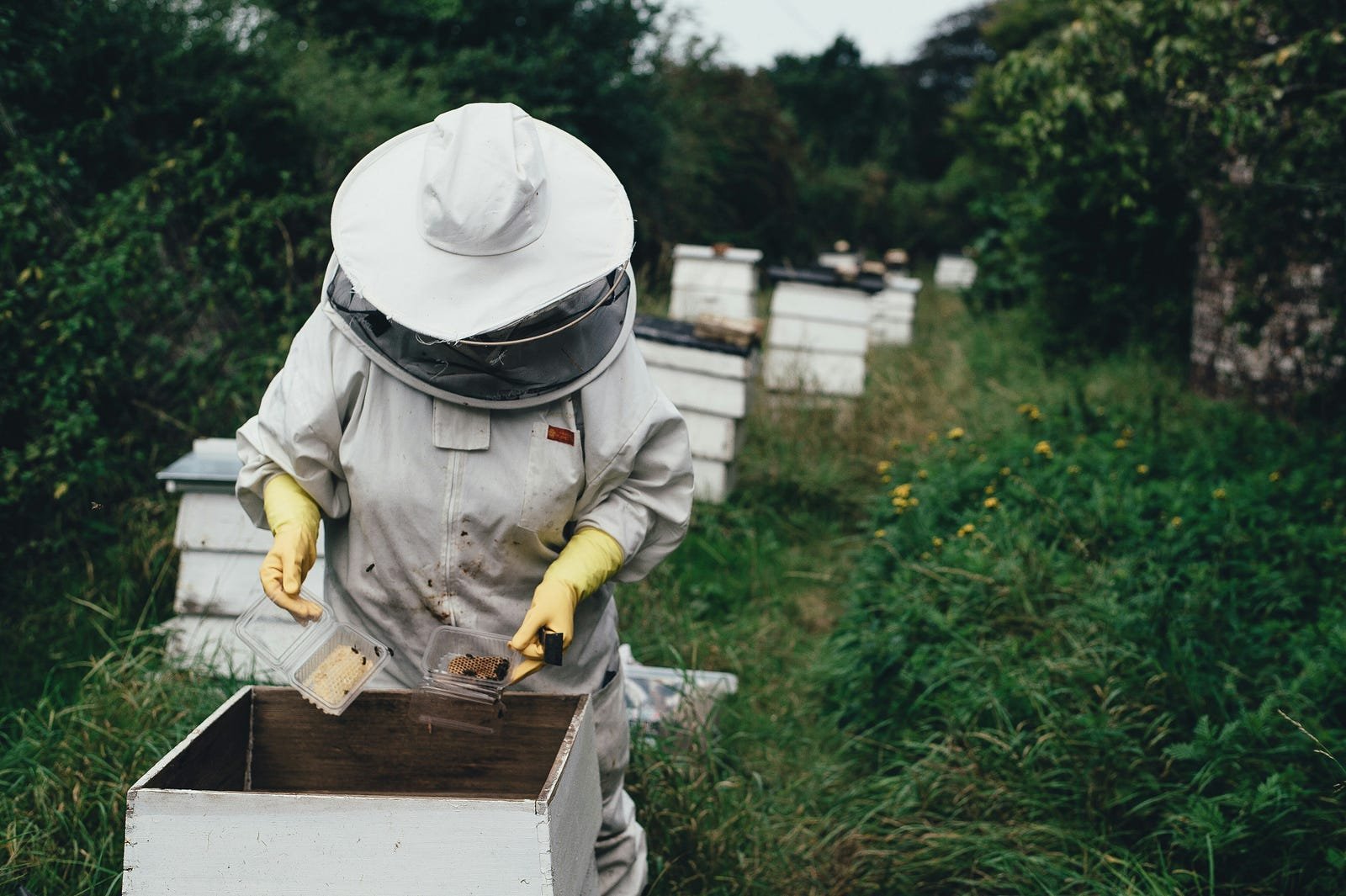 The Role of Bees in Ecosystems and Why They’re Disappearing